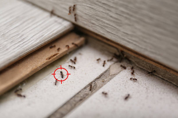 Best Wildlife Control Services  in Brock Hall, MD