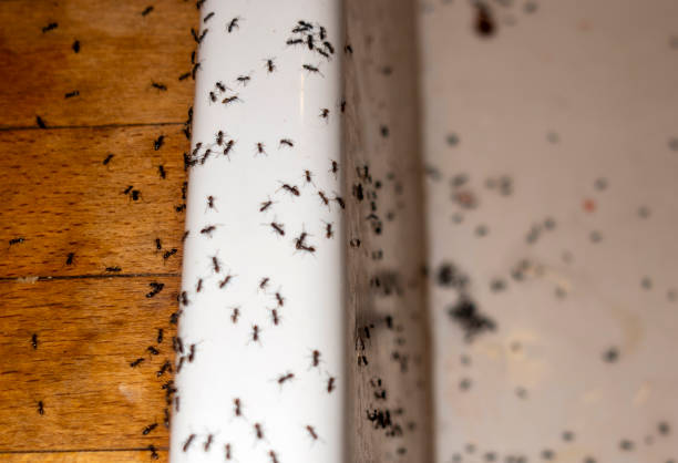 Best Affordable Pest Control Services  in Brock Hall, MD