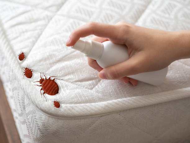 Best Flea Control Services  in Brock Hall, MD
