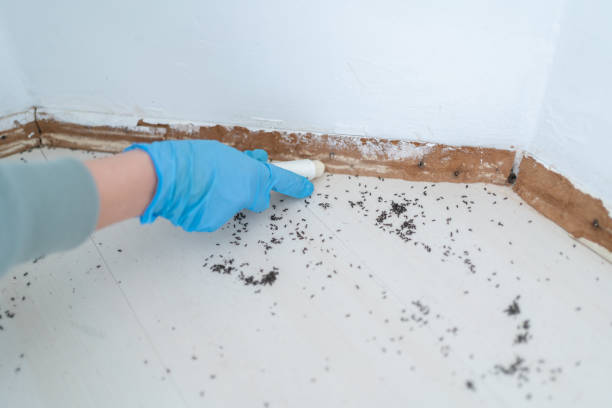 Best Affordable Pest Control Services  in Brock Hall, MD