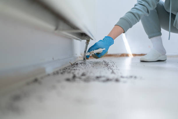 Best Local Pest Control Services  in Brock Hall, MD